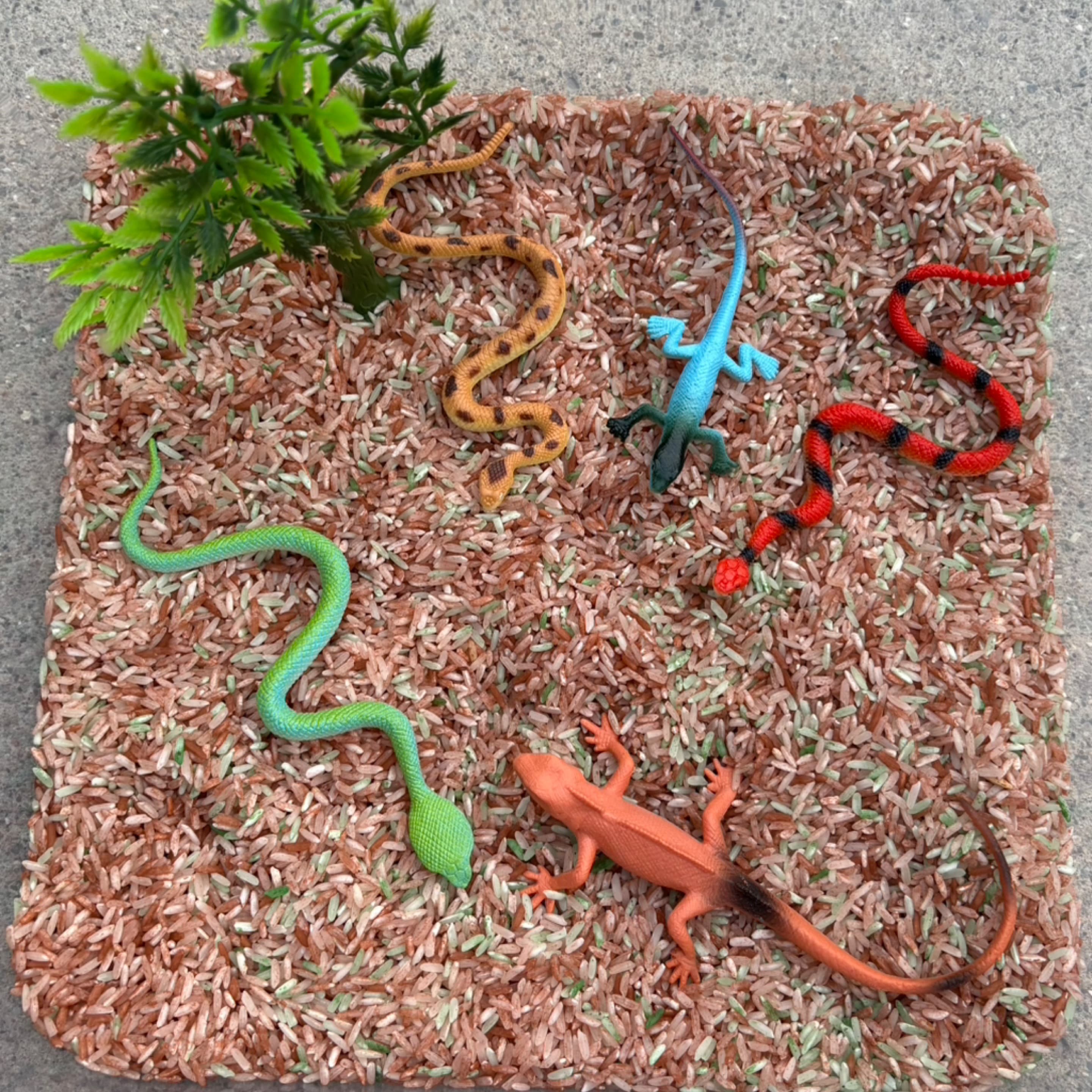 Creepy Crawly Adventure Kit  1